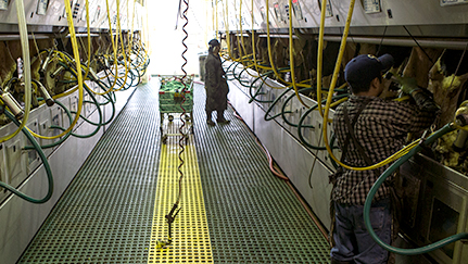 Dairy farm workers