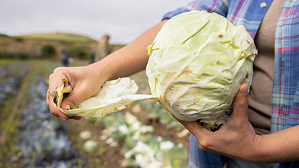 Managing the risks of switching to a new crop