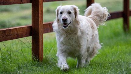 Is a fence in your dog's future?