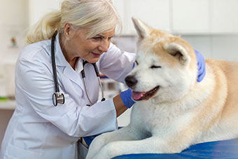 female vet with large longhaired dog